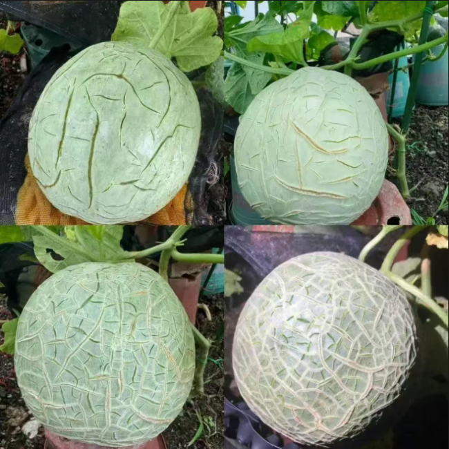 随着哈密瓜生长中金优配，表皮纹路变多变深
