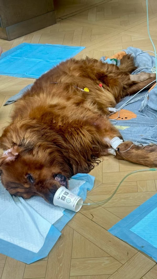 海纳策略 女子称自养宠物狗被宠物店遗忘在烘干箱后死亡，店方回应